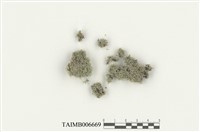 藏品(八齒苔)的圖片